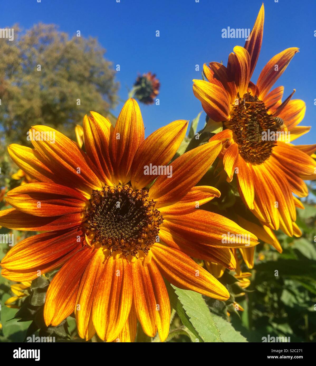 Sonnenblume im Herbst Stockfoto