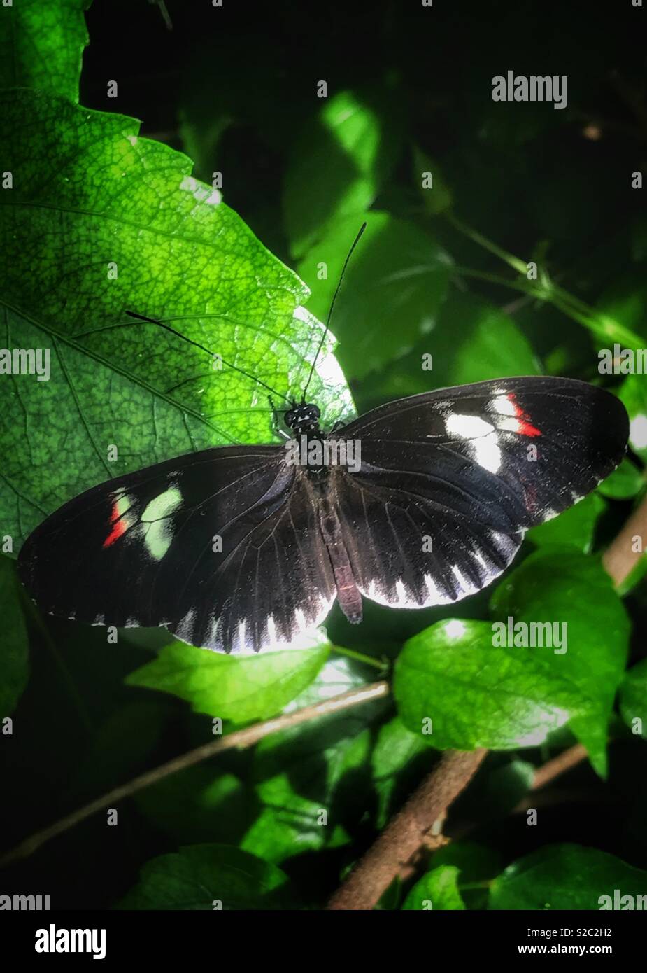 Ein Schmetterling schwarz mit hübschen Markierungen Stockfoto