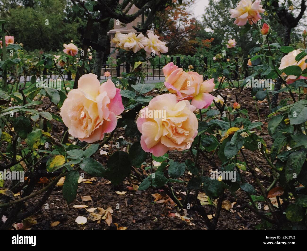 Rosa und Orange Rosen in voller Blüte im Herbst, nördlich von London, Oktober 2018 Stockfoto