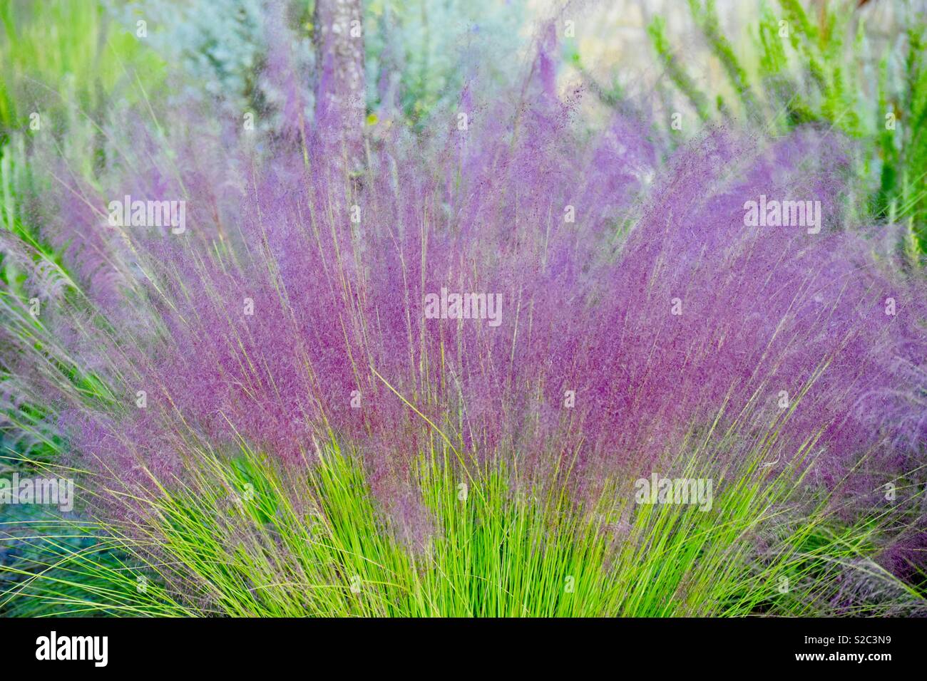 Lila muhli Gras. Stockfoto