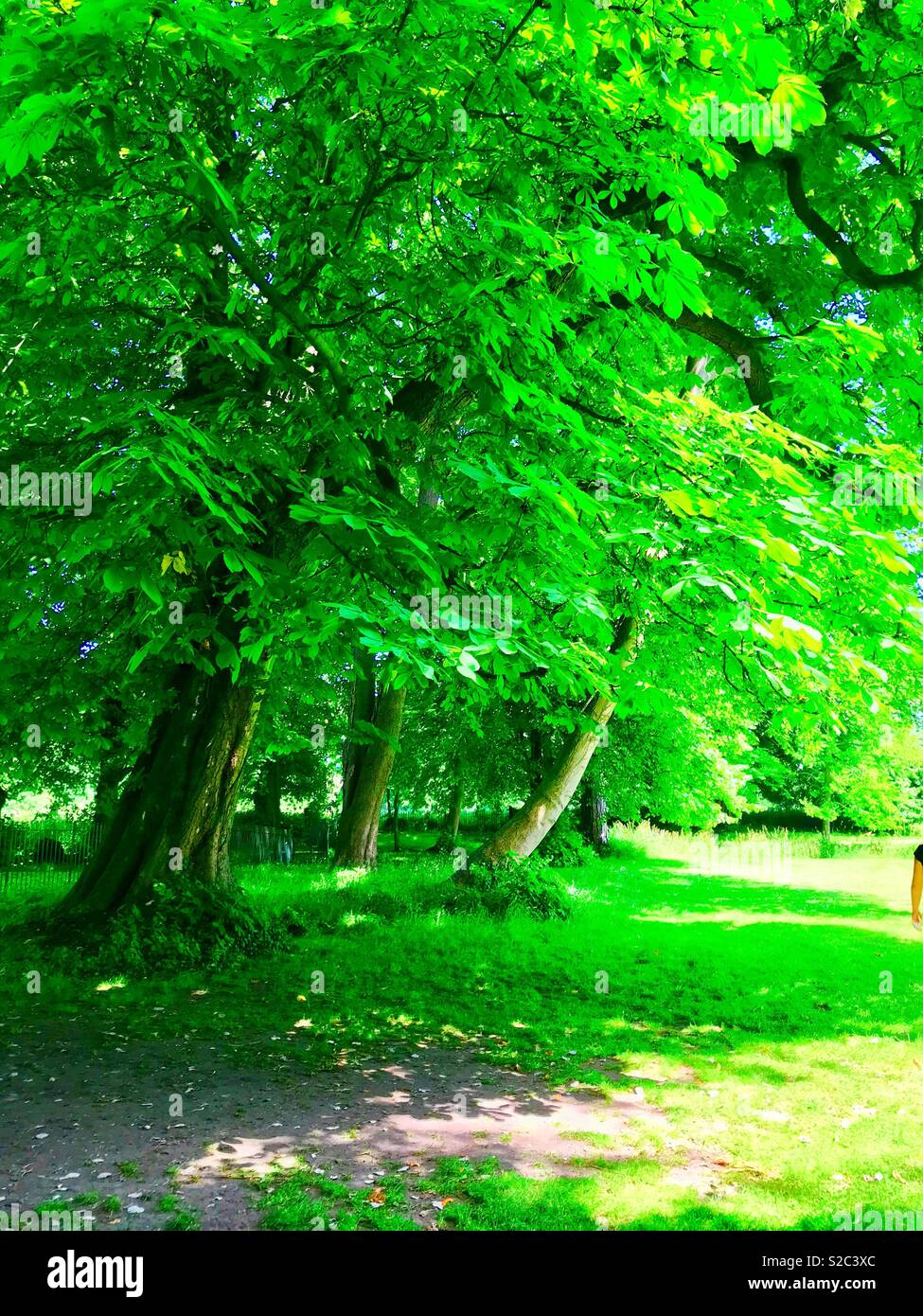 Sommer grün Wald Stockfoto