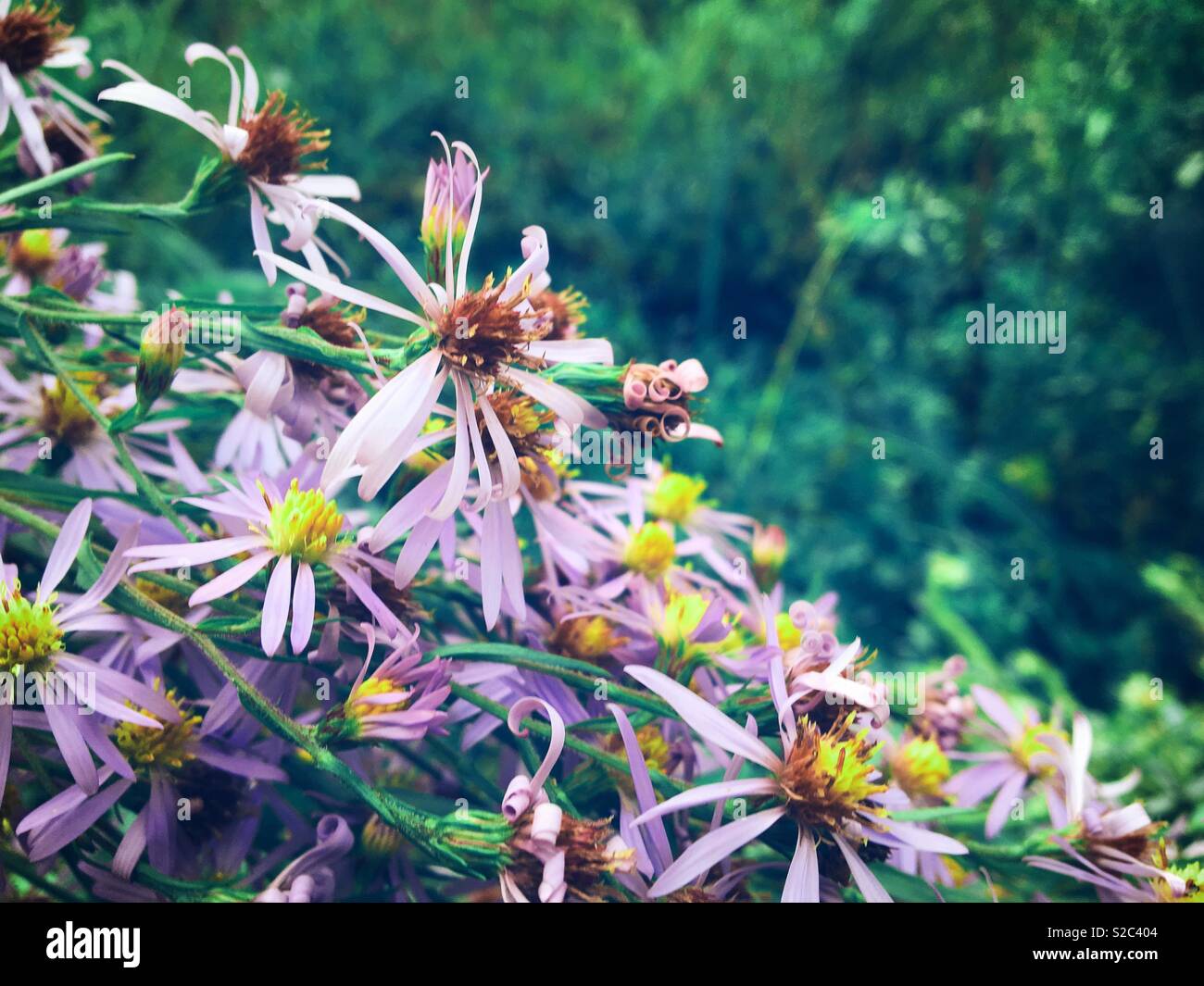 Wilde Blumen lila mit grünen Pflanzen im Hintergrund. Platz für Kopieren. - Smartphone-aufgenommenes Stockfoto