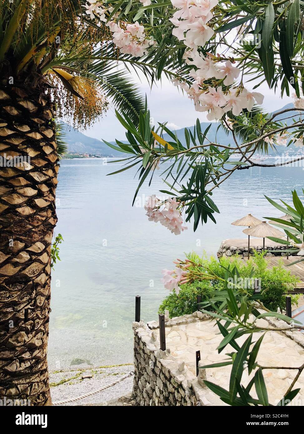Ansicht von hinter einer Palme mit schönen rosa Blumen Blätter mit Blick auf den Ozean - Smartphone-aufgenommenes Stockfoto
