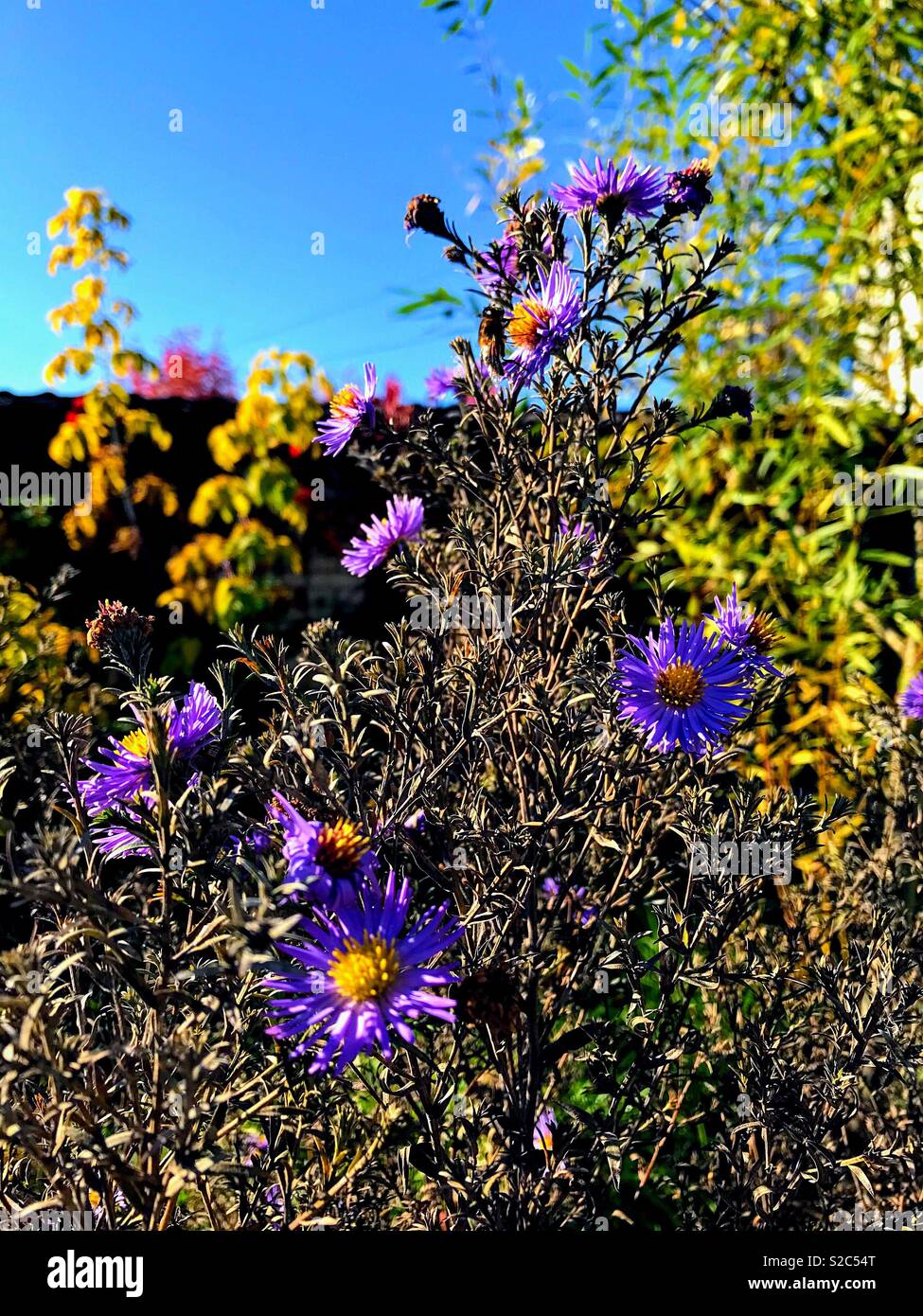 Warme Herbst Tag - Smartphone-aufgenommenes Stockfoto