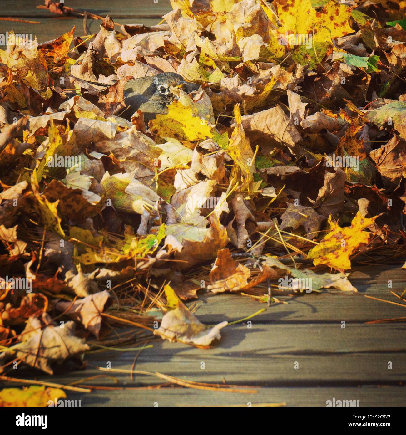 Robin kuschelte sich in einigen Fallen Blätter Stockfoto
