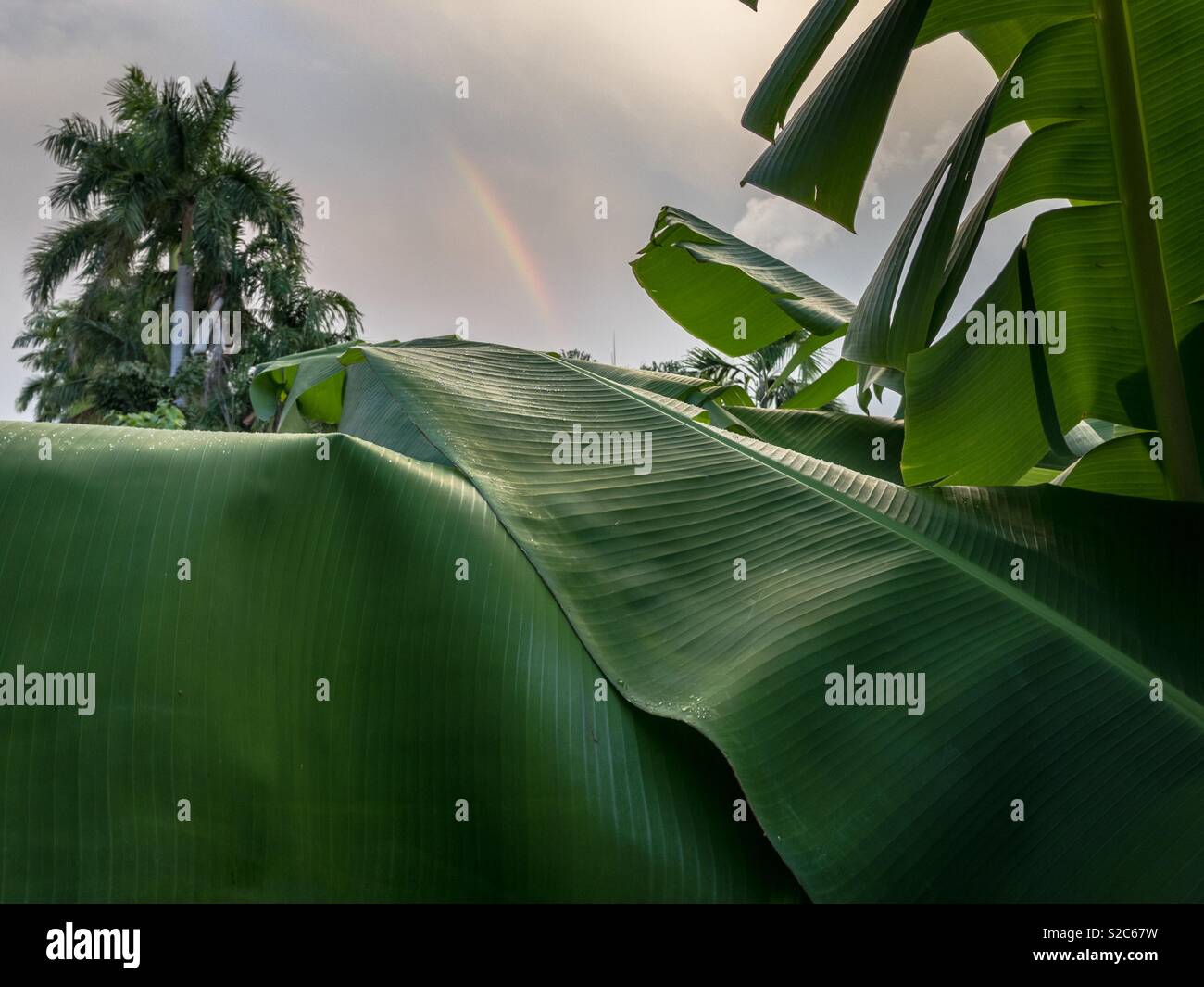 Teil einer Regenbogen über die Palmen in Darwin, Northern Territory, Australien gesehen. Stockfoto