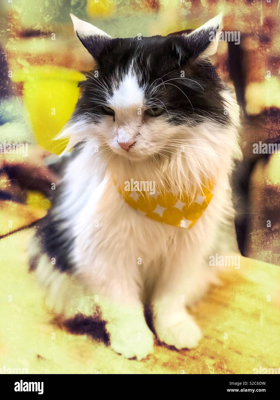 Das Porträt eines schwarzen und weißen Katze trägt einen gelben Kragen. - Smartphone-aufgenommenes Stockfoto