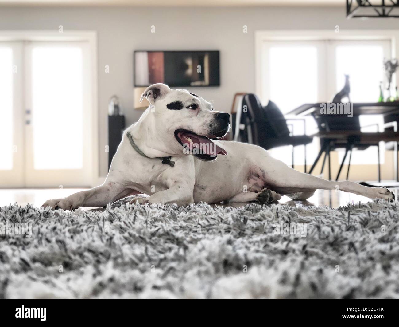 Happy Dog Home Stockfoto
