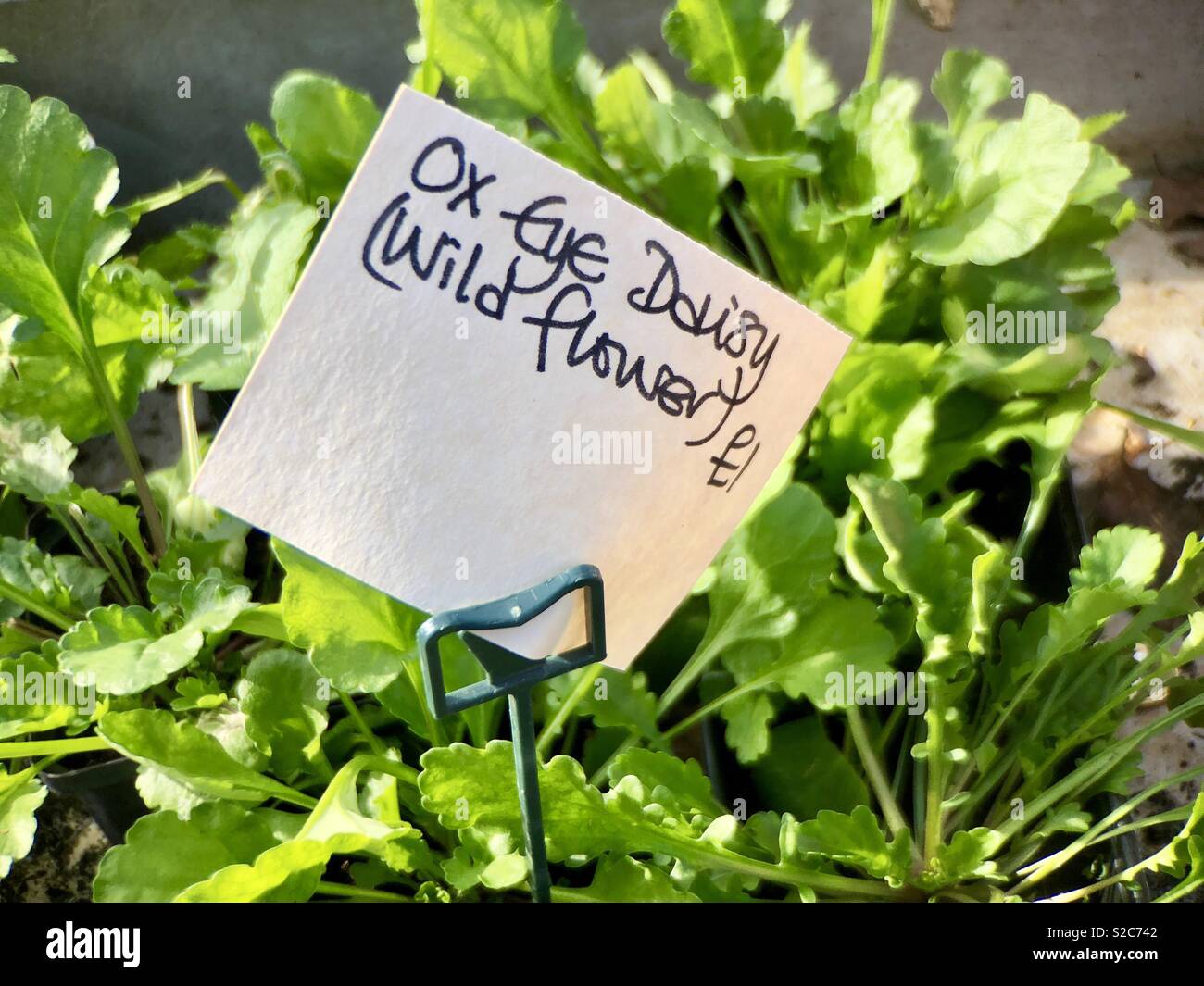 Pflanzen ox Auge Daisy zum Verkauf vor der Country House Dorchester auf Themse England - Smartphone-aufgenommenes Stockfoto