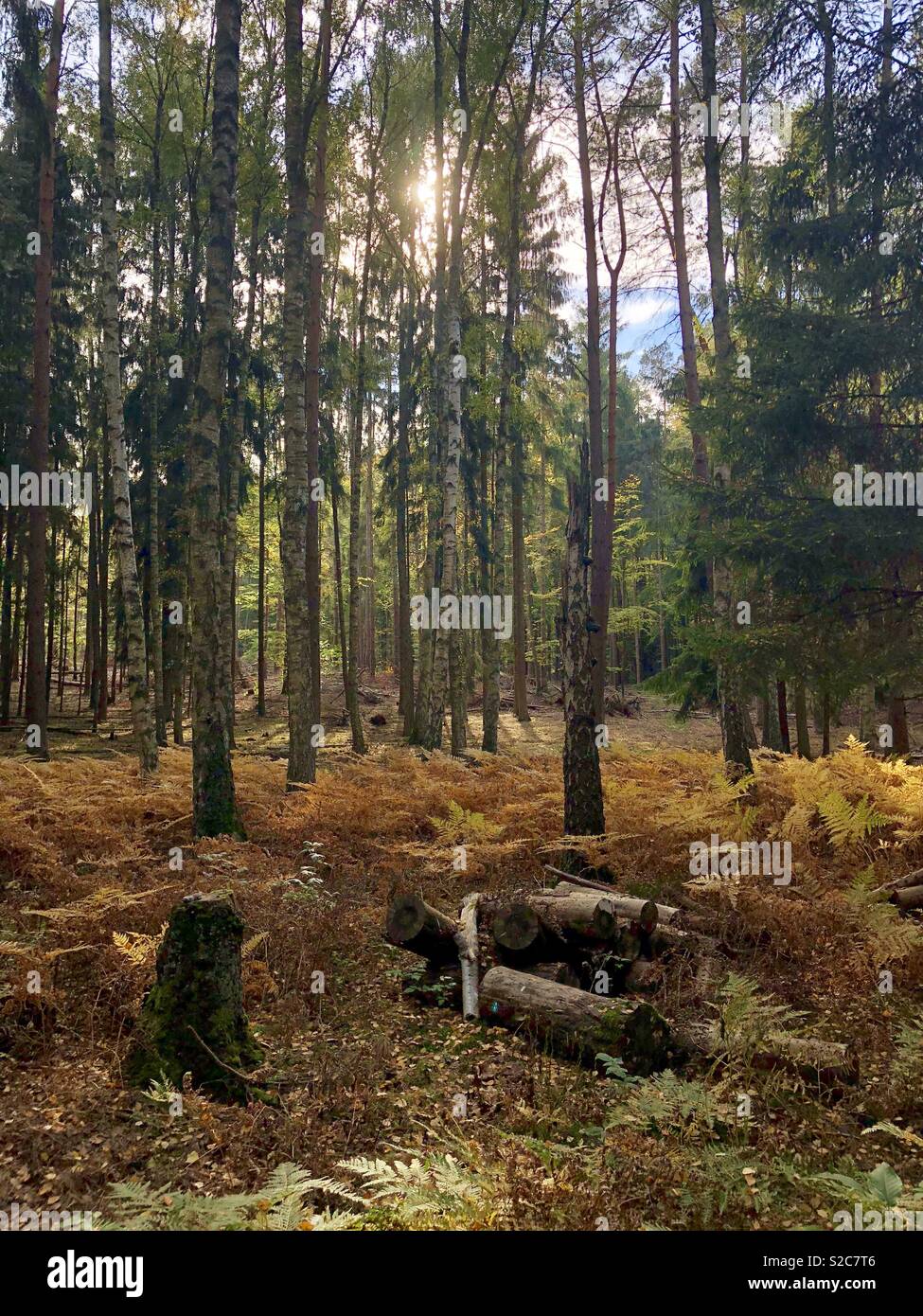 Farben des Herbstes in einem Wald in der Nähe von Neuruppin, Brandenburg, Deutschland. Stockfoto