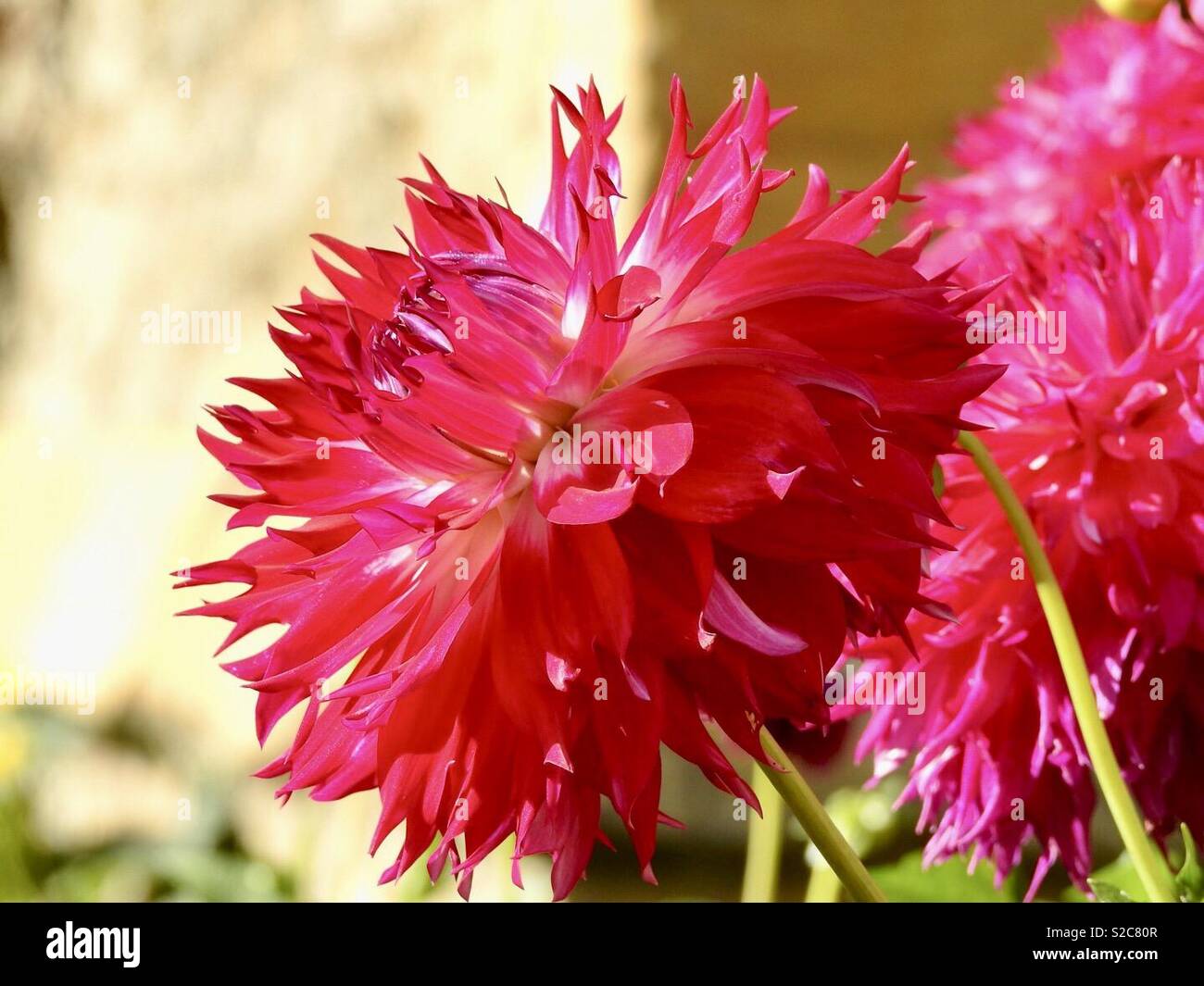 Leuchtend rosa Dahlien Stockfoto