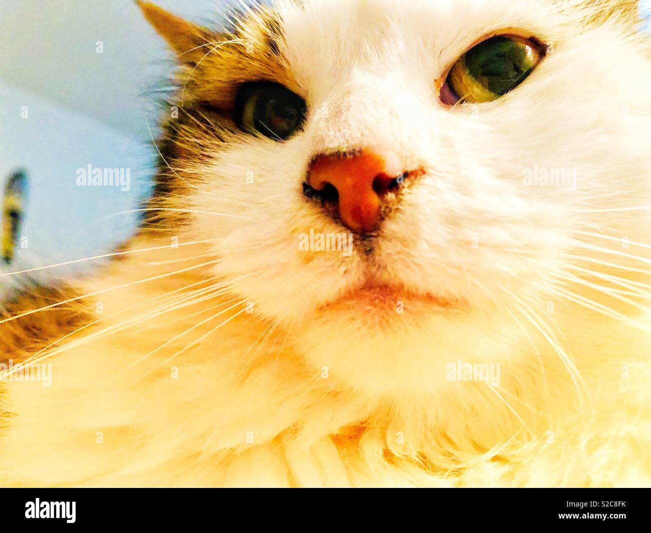 Katzen Gesicht von einer Maus Eye View Stockfoto