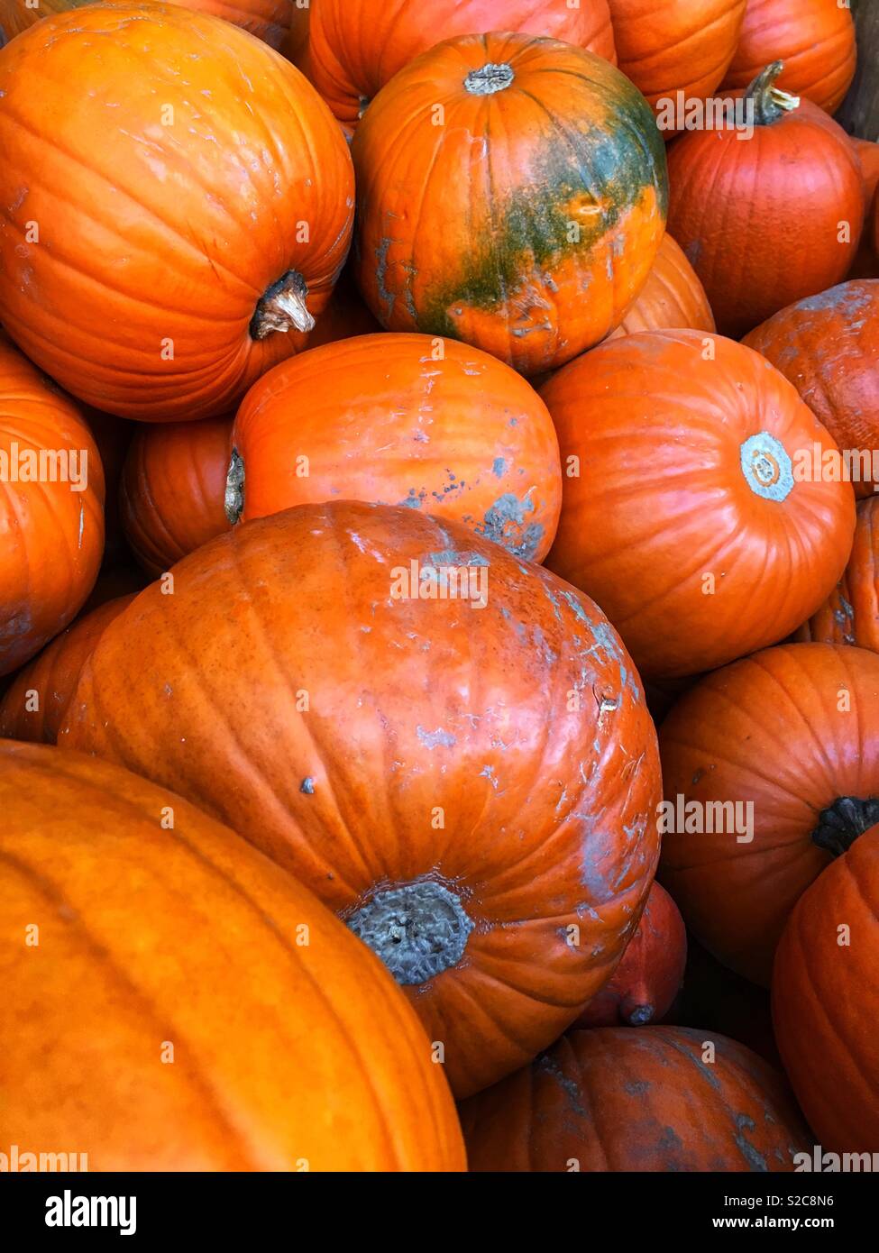 Kürbisse zum Verkauf - Smartphone-aufgenommenes Stockfoto