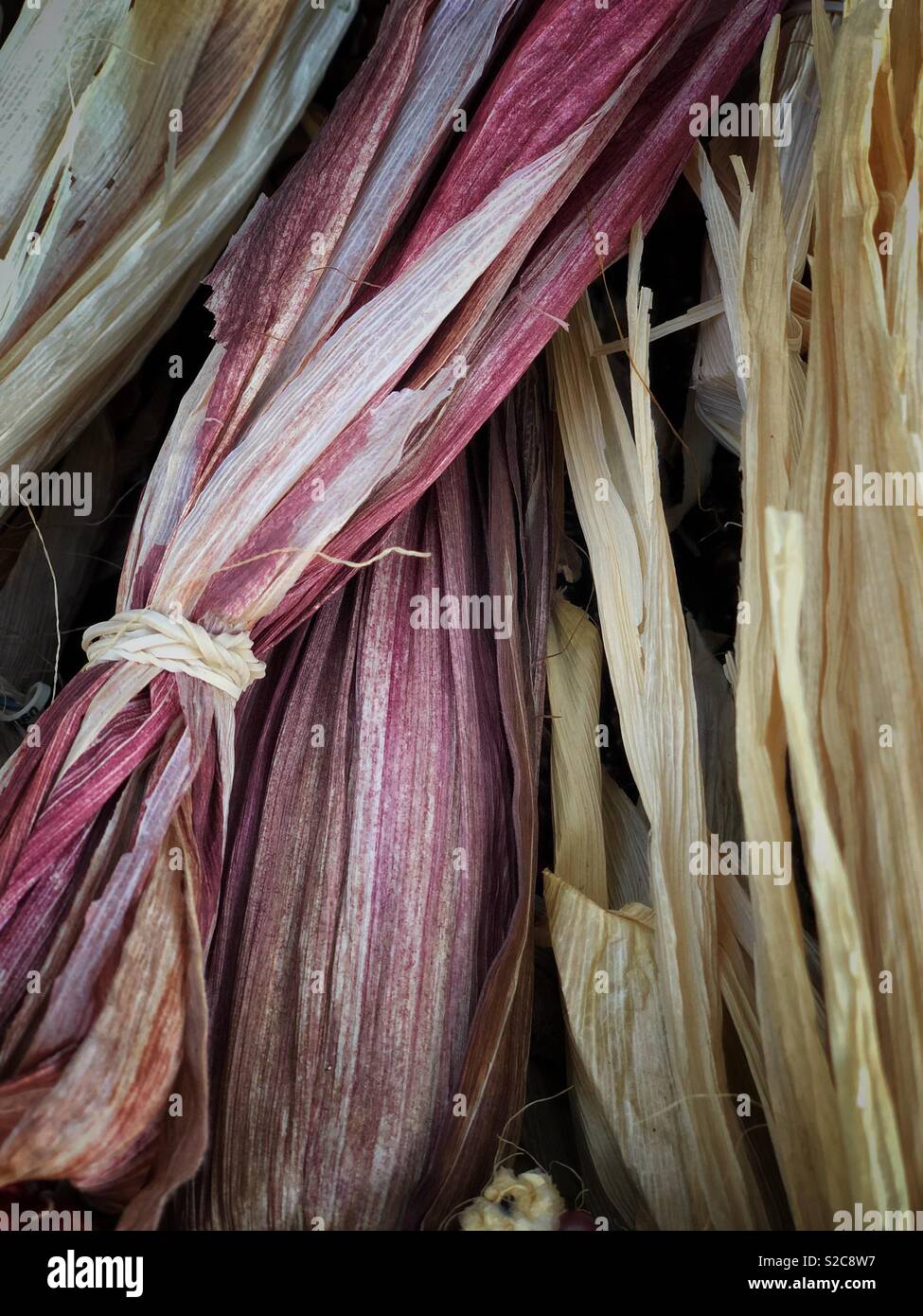 Indischer Mais mit seiner reichen Auswahl an bunten Kernen in Blau-, Rot-, Gelb- und Brauntönen ist ein traditionelles Symbol der Herbsternte. - Smartphone-aufgenommenes Stockfoto