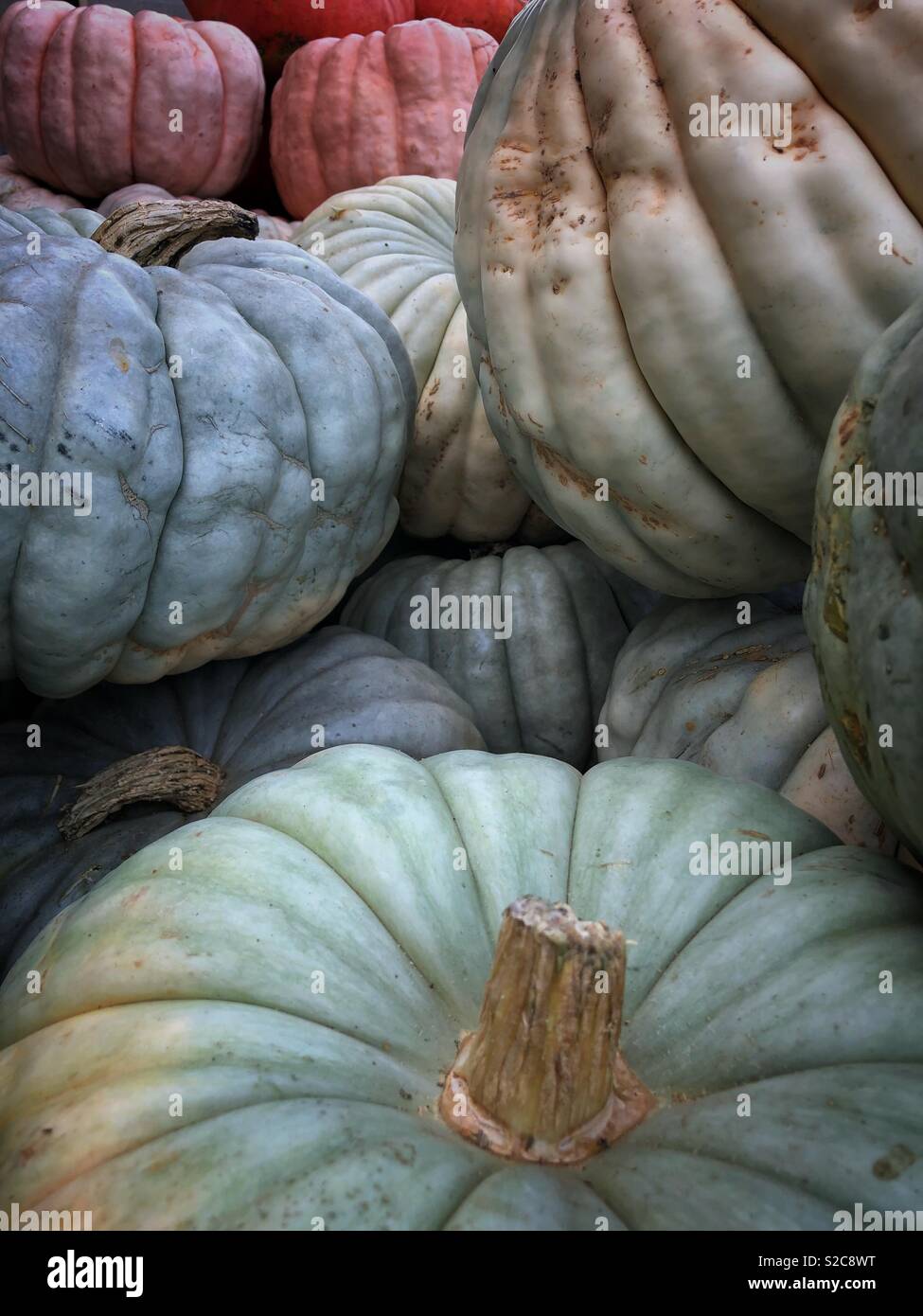 Kürbisse im Berkeley Bowl in Berkeley, Kalifornien - Smartphone-aufgenommenes Stockfoto