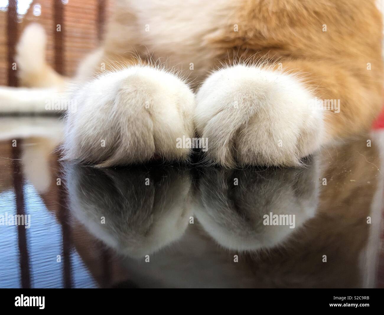 Katze die Pfoten auf eine reflektierende Tabelle - Smartphone-aufgenommenes Stockfoto