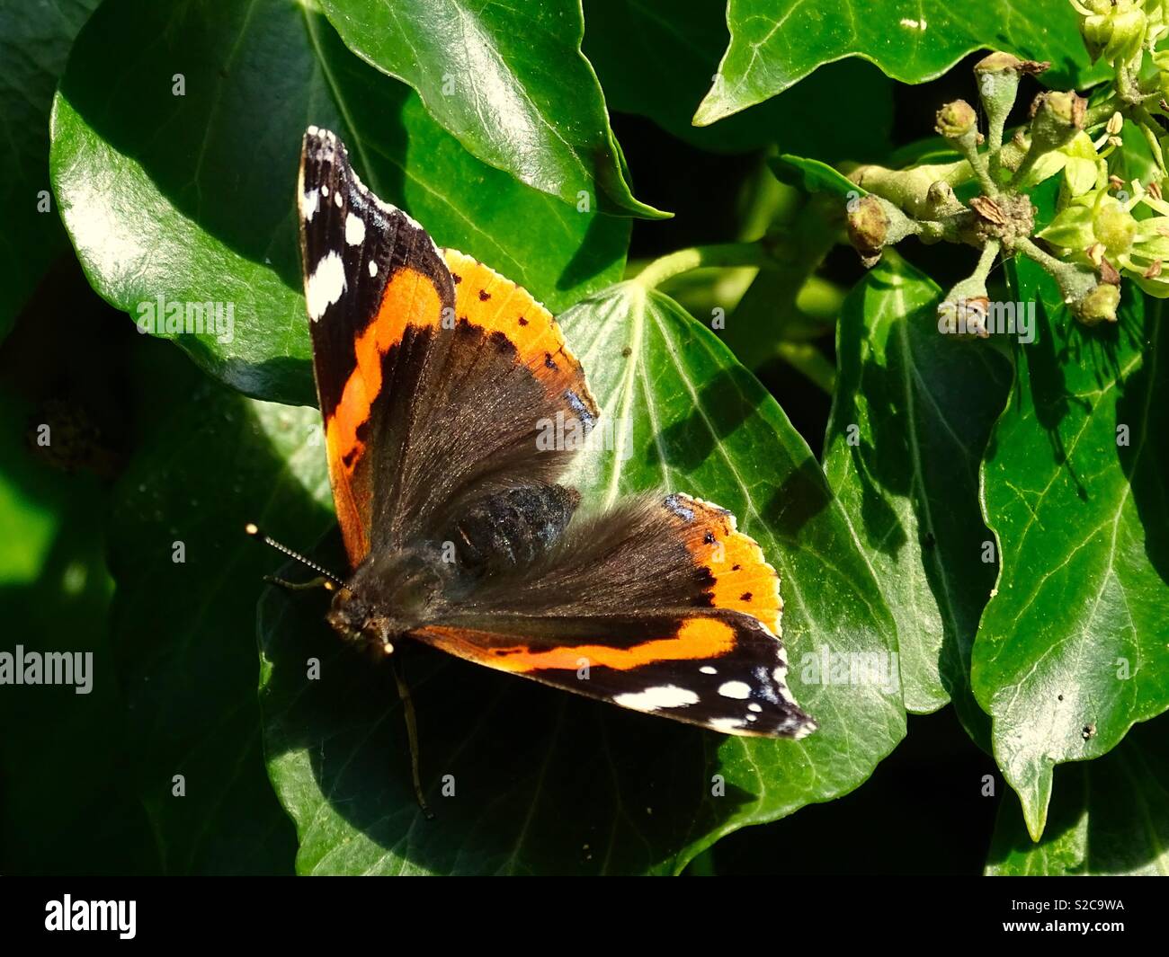 Schmetterling auf Blatt Stockfoto