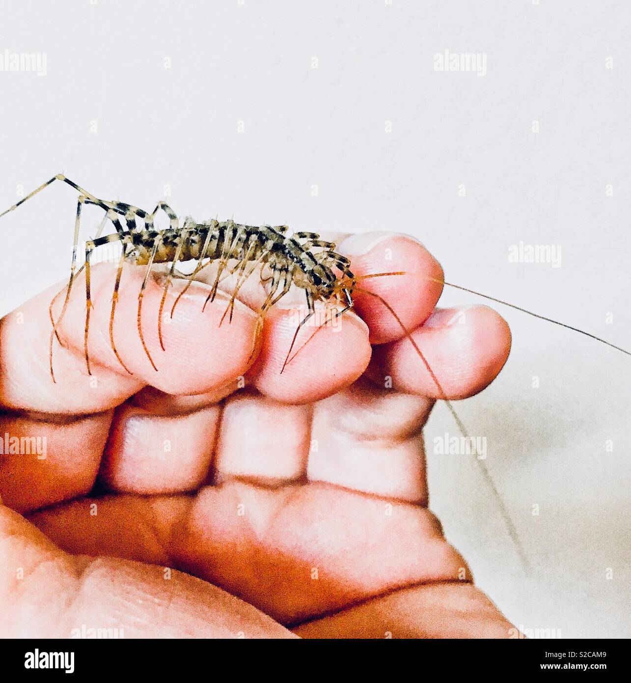 Große Tausendfüßler an Hand der Person Stockfoto