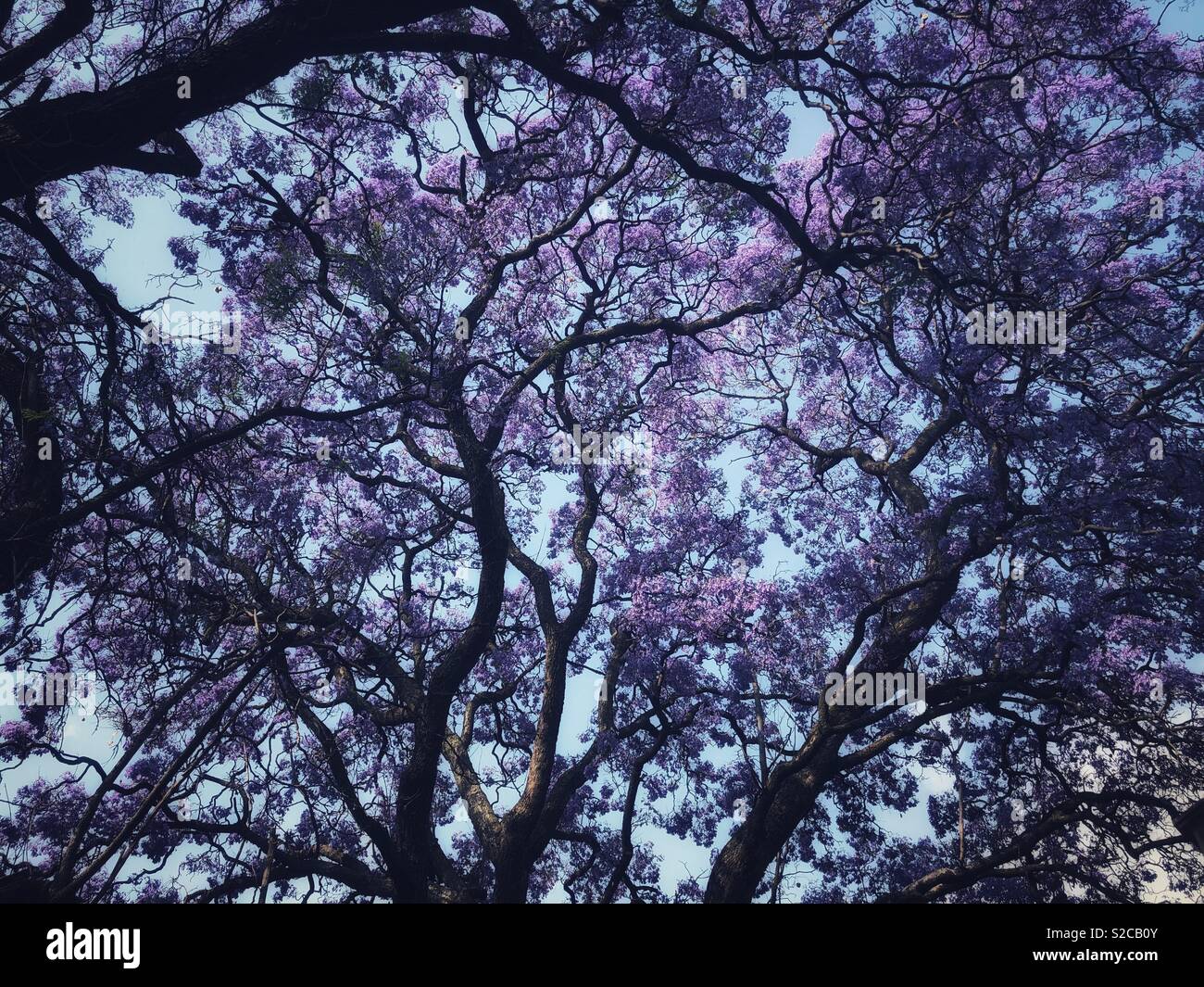 Jacaranda-Bäume Stockfoto