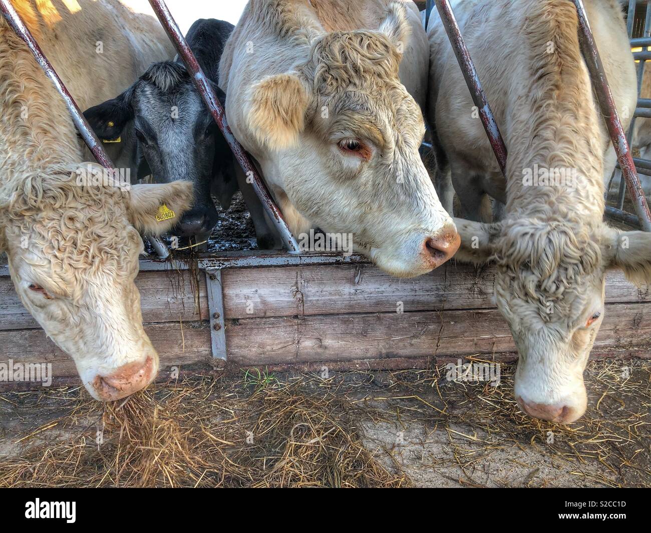 Kühe, Fütterung - Smartphone-aufgenommenes Stockfoto