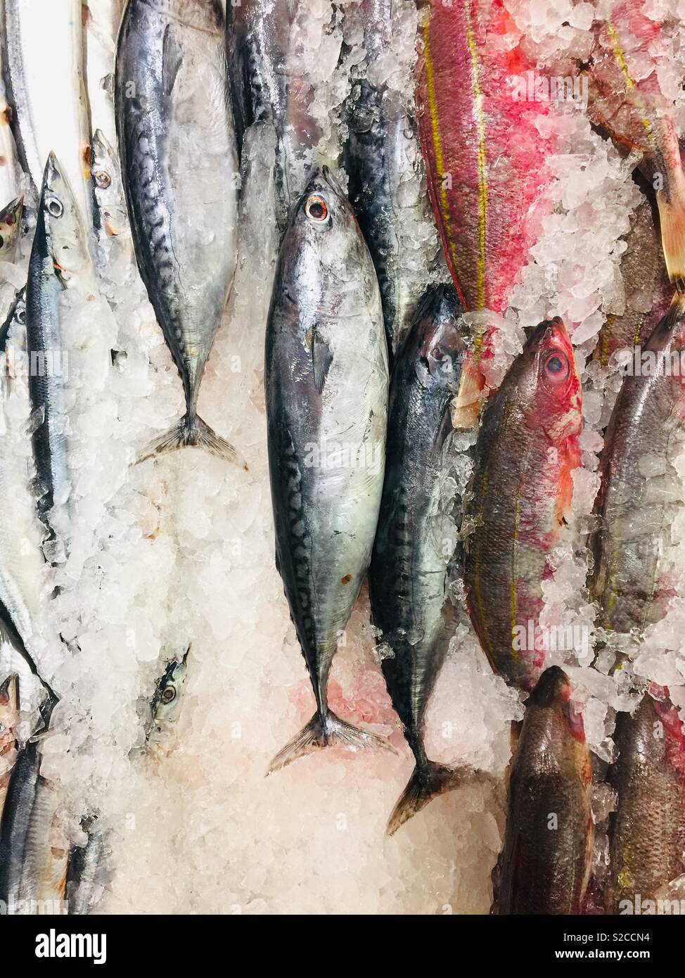 Frischer Fisch in Eis und für den Verkauf in einem asiatischen Markt verpackt - Smartphone-aufgenommenes Stockfoto
