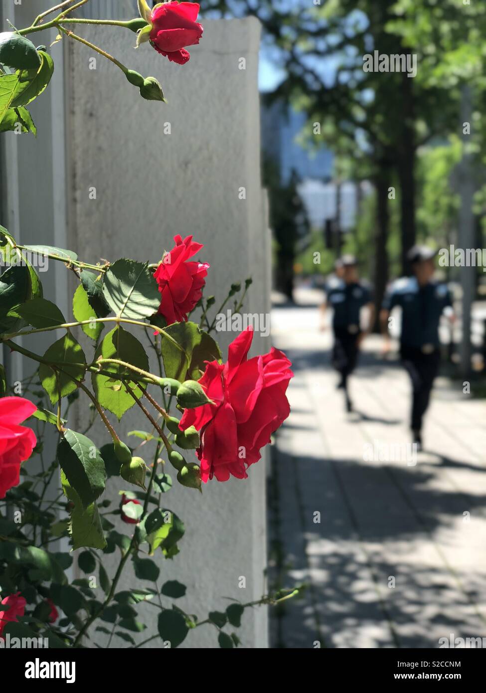 Zwei Personen ausgeführt werden. Rote Rose. Stockfoto