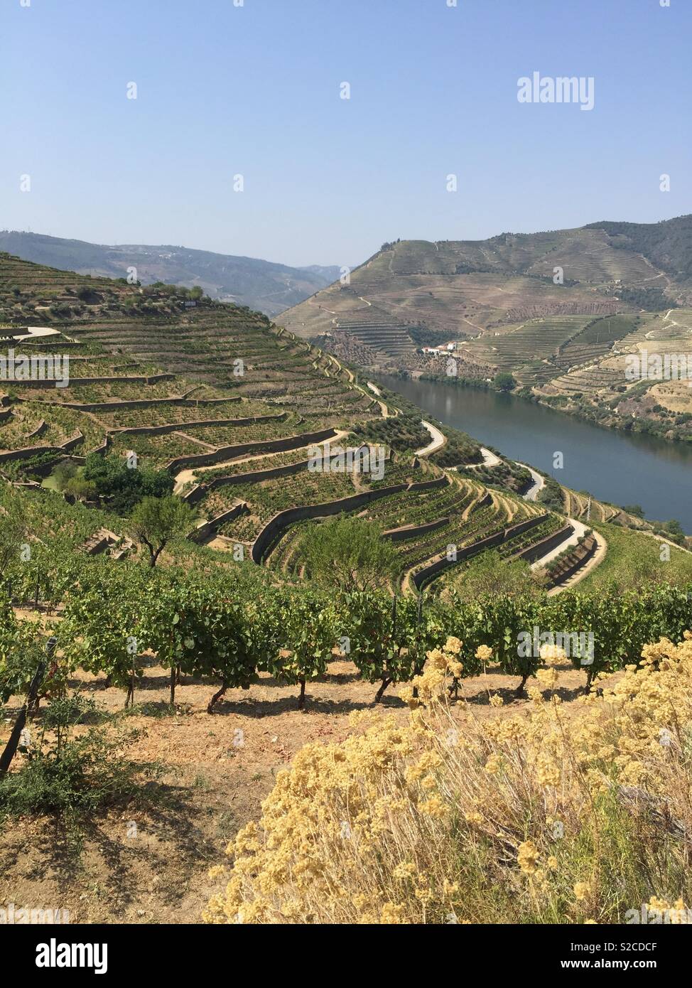 Weinberge, Porto. Portugal. Stockfoto