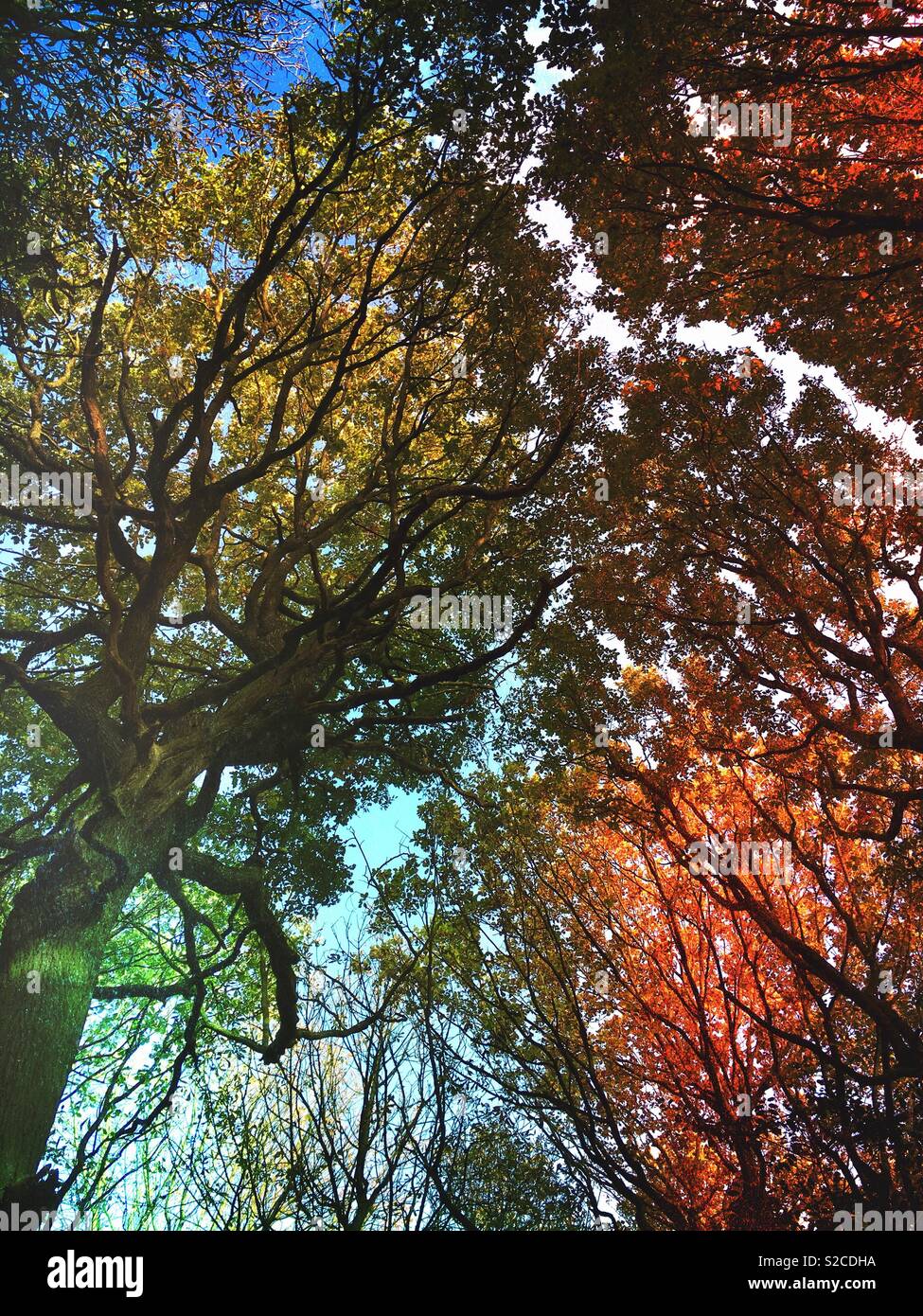 Herbstliche Bäume Stockfoto