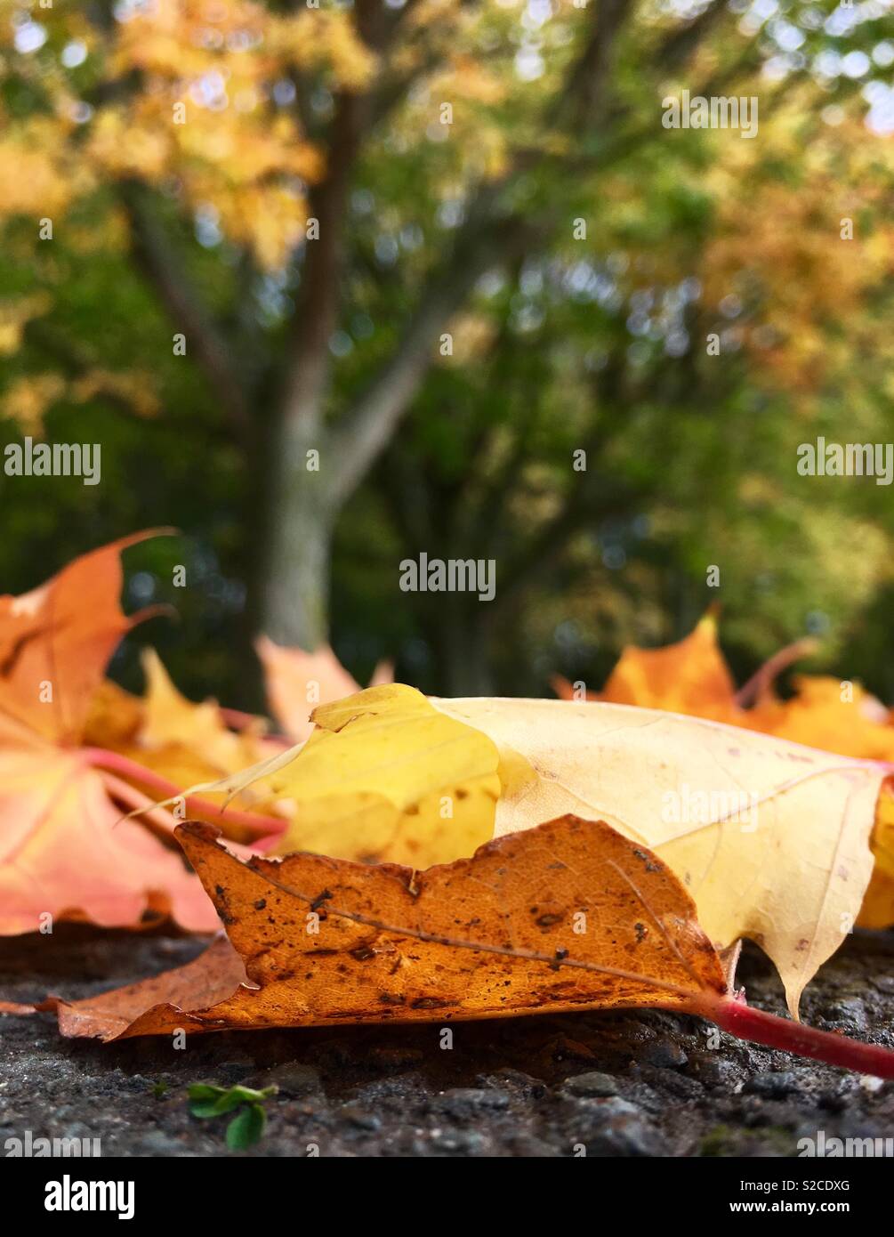 Herbstliche Laub Stockfoto