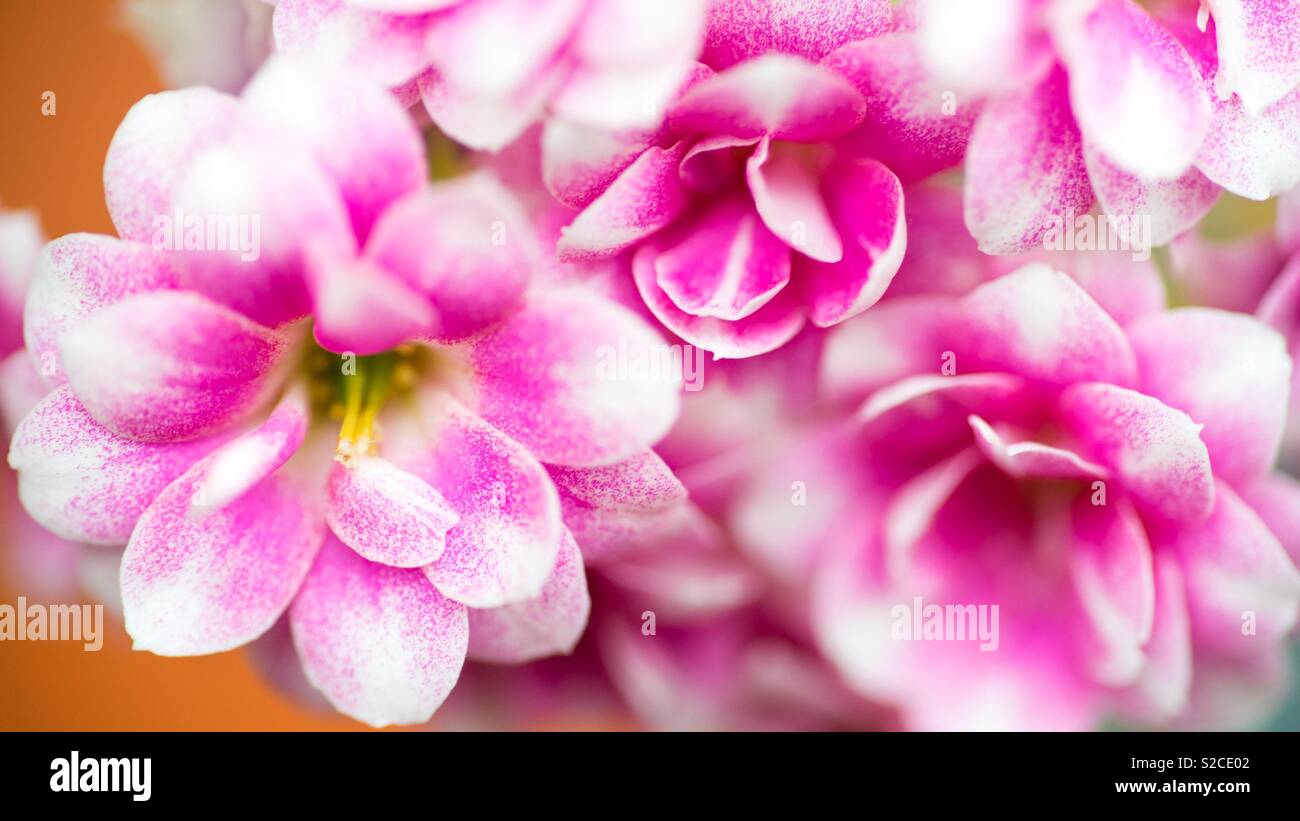 Schöne pinky Blumen Stockfoto