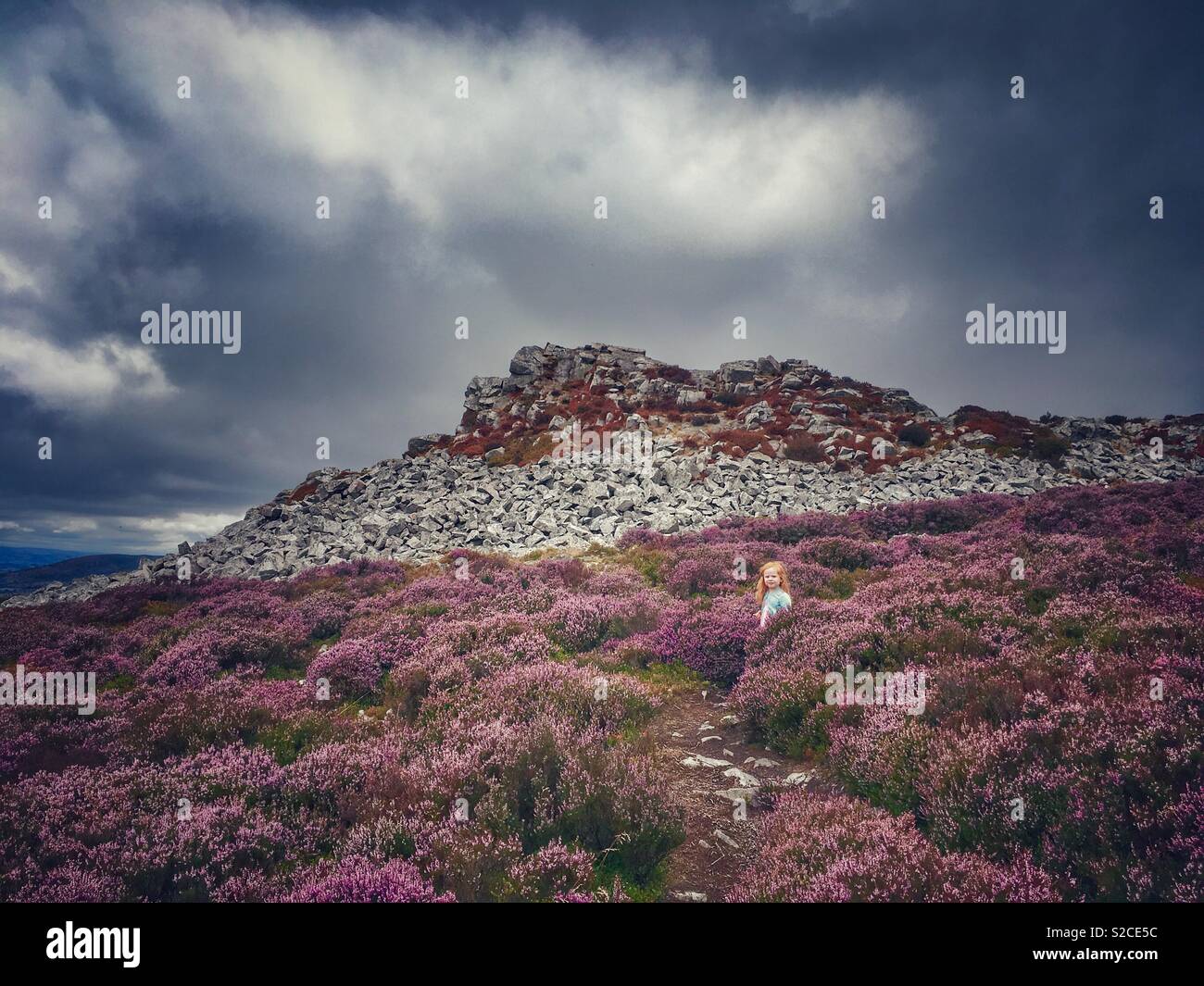 Schönheit unter den Heather Stockfoto