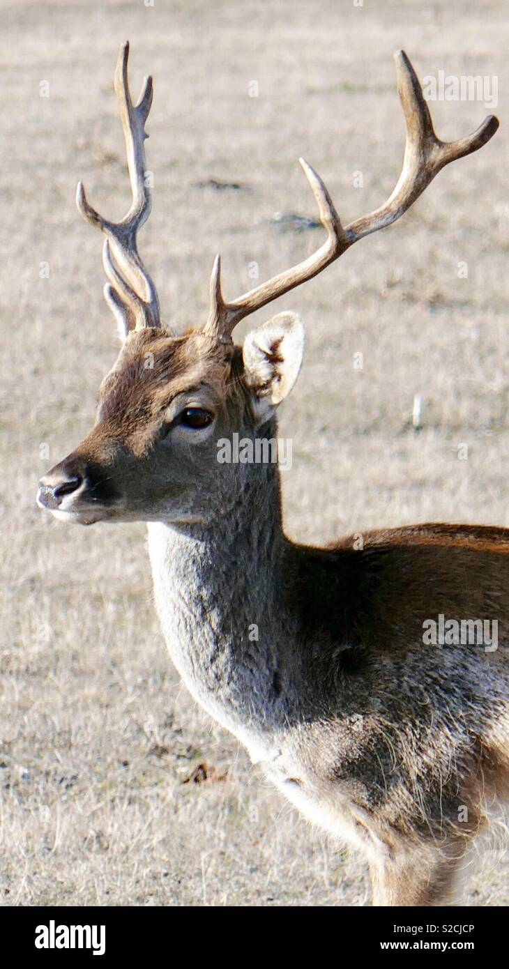 Junge Liebe Hirsch Stockfoto