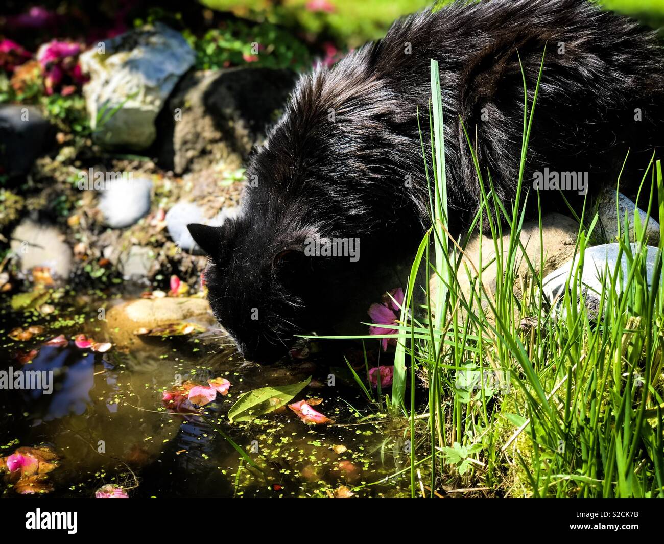 Schöne lange Haare schwarze Katze trinken aus Teich im Sommer Stockfoto