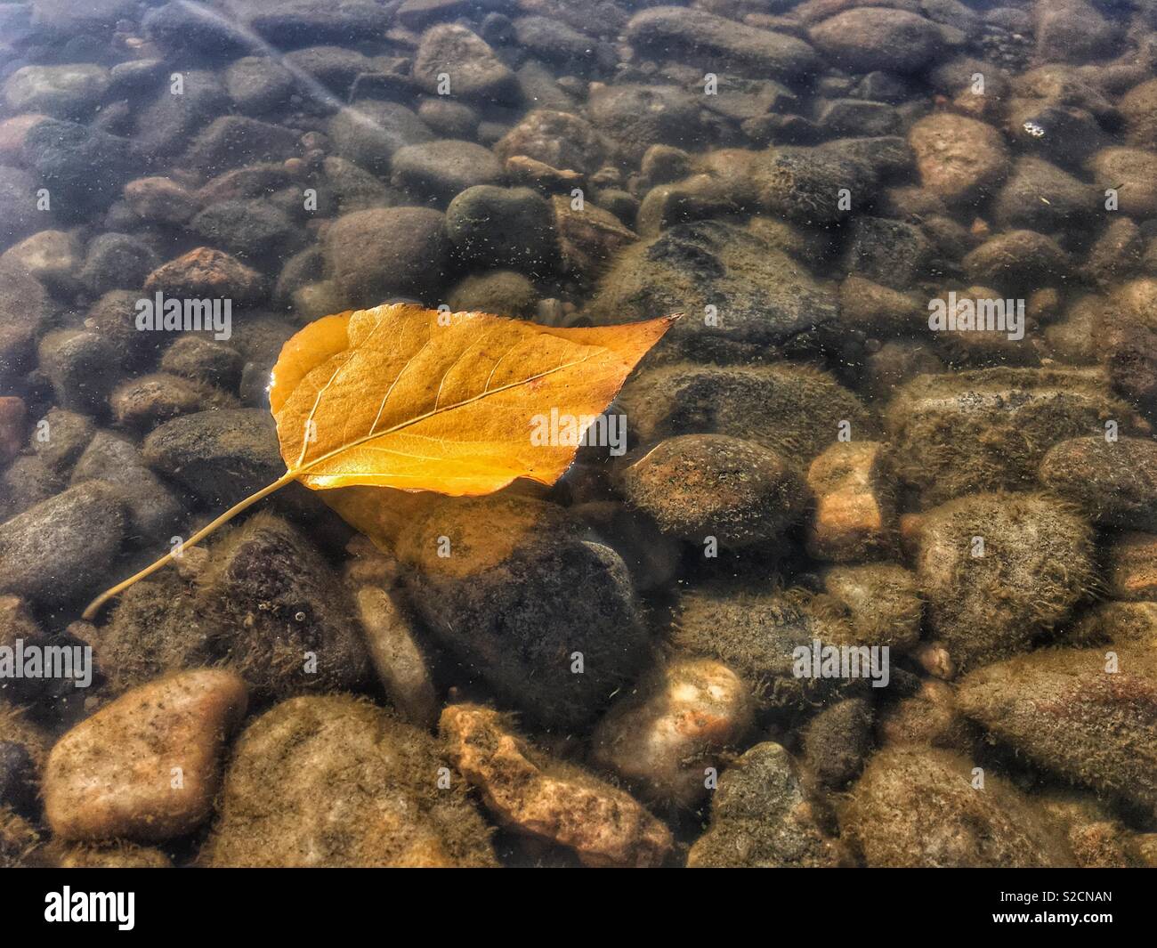 Yellow Leaf floating auf flachen klare See Wasser mit Felsen unter Wasser sichtbar. Stockfoto