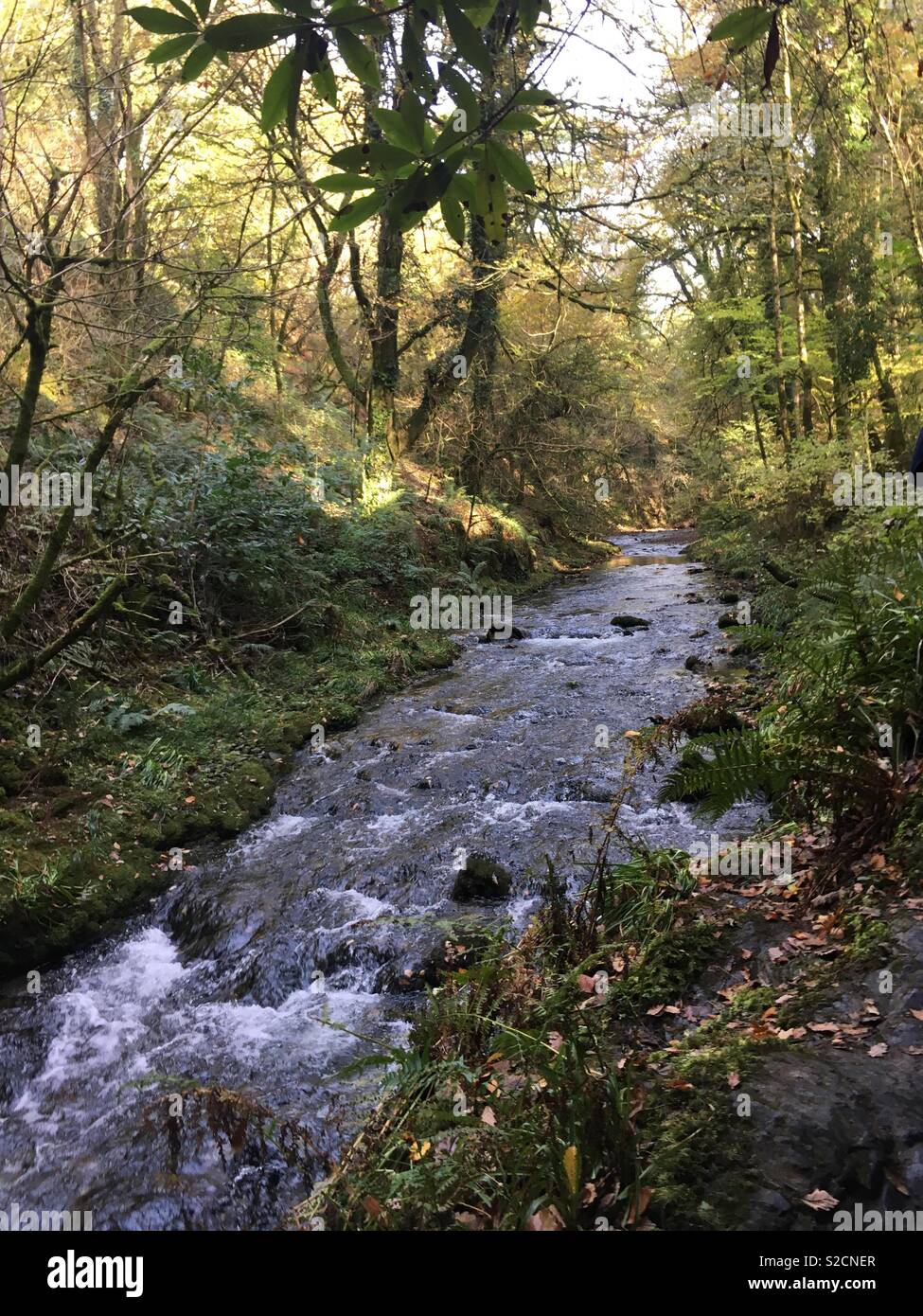 Lydford Gorge Stockfoto