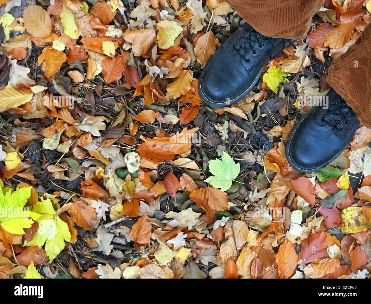Blätter im Herbst und stehend Stockfoto