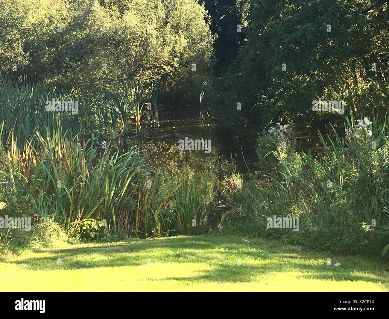 Teich Stockfoto