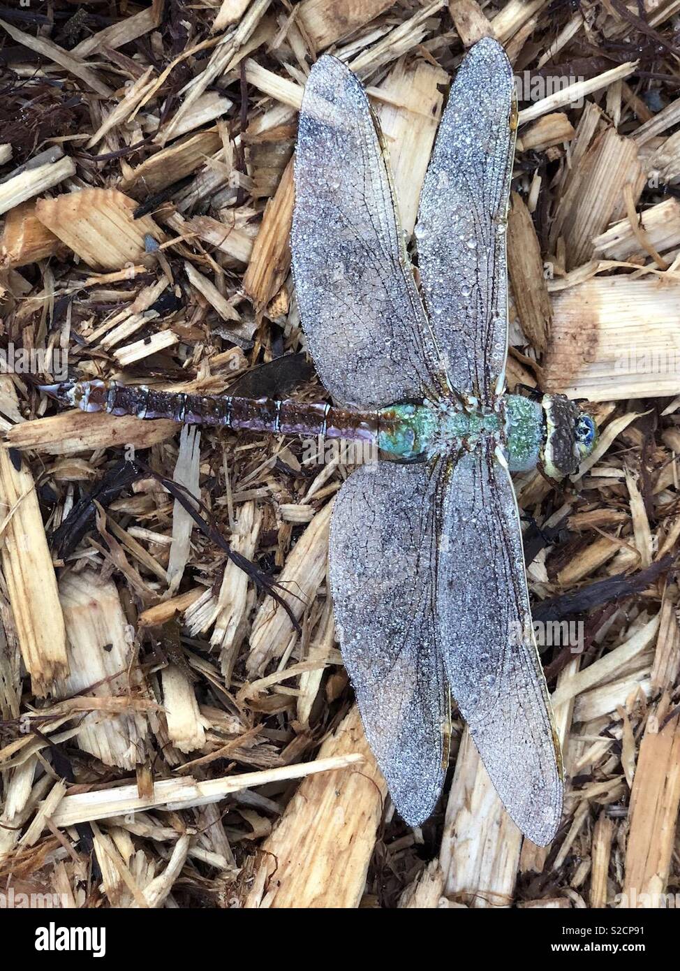 Dragonfly in der frühen Frost gefroren Stockfoto