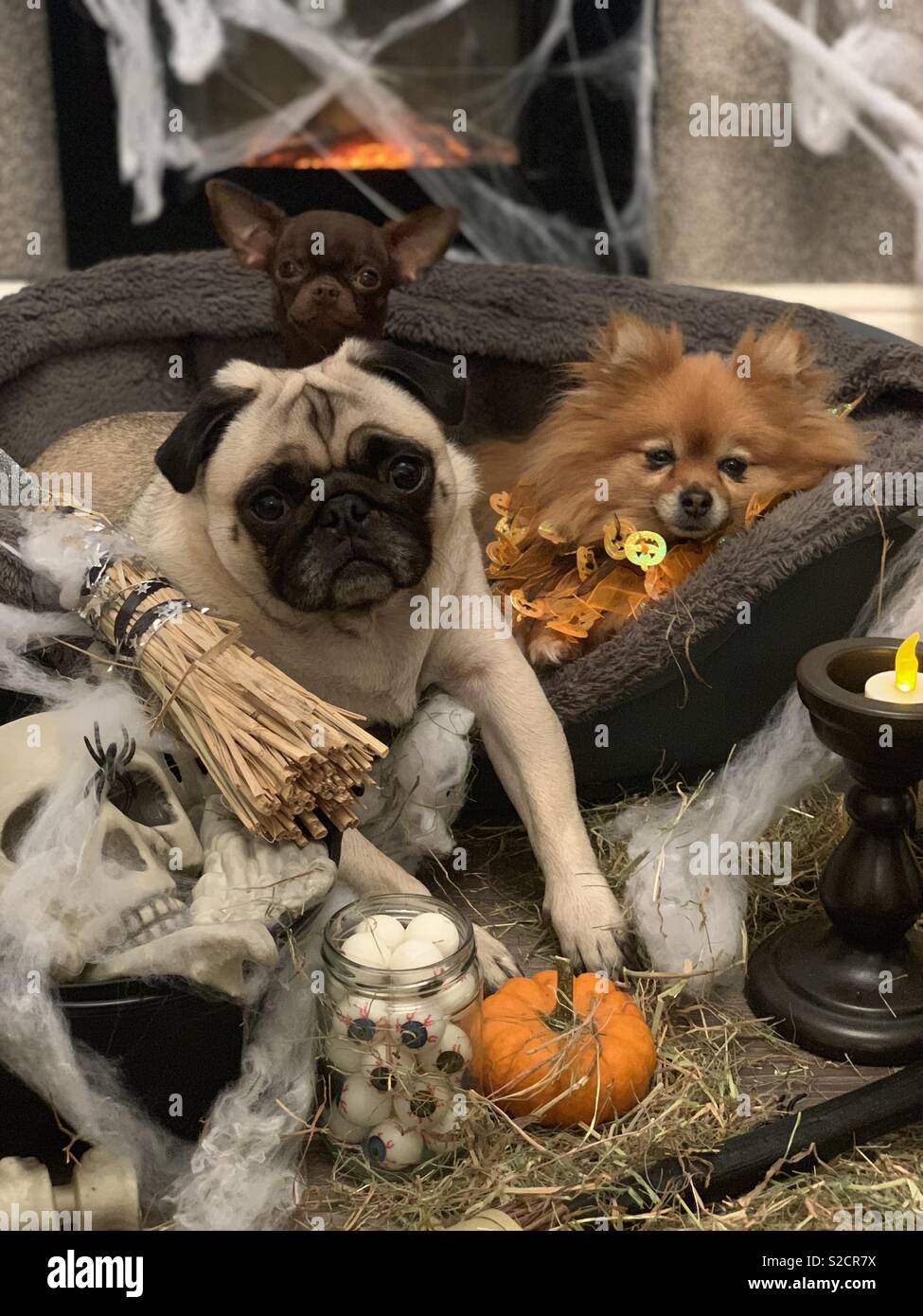 Halloween home Stockfoto