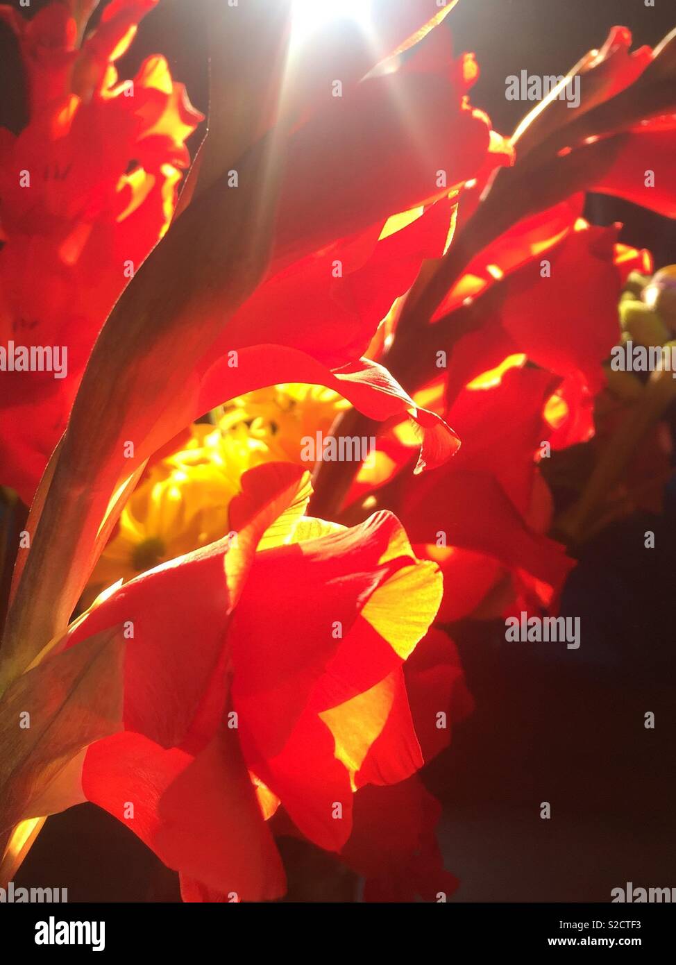 Sonnenlicht durch die Blumen Stockfoto