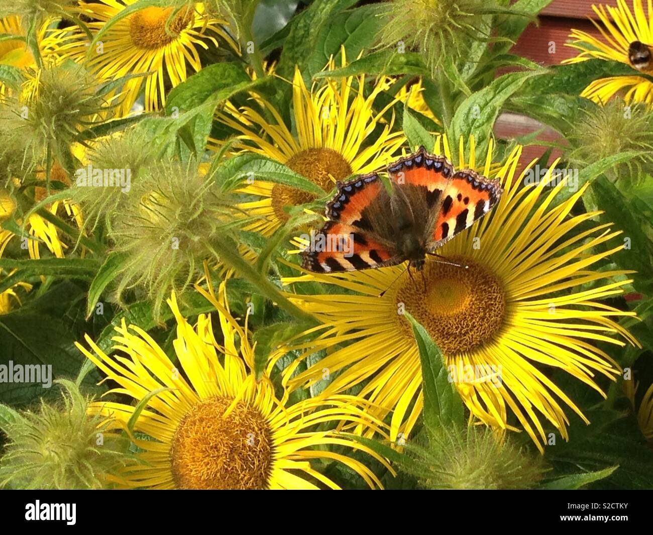 Red Admiral Schmetterling auf gelben Blüten. Stockfoto