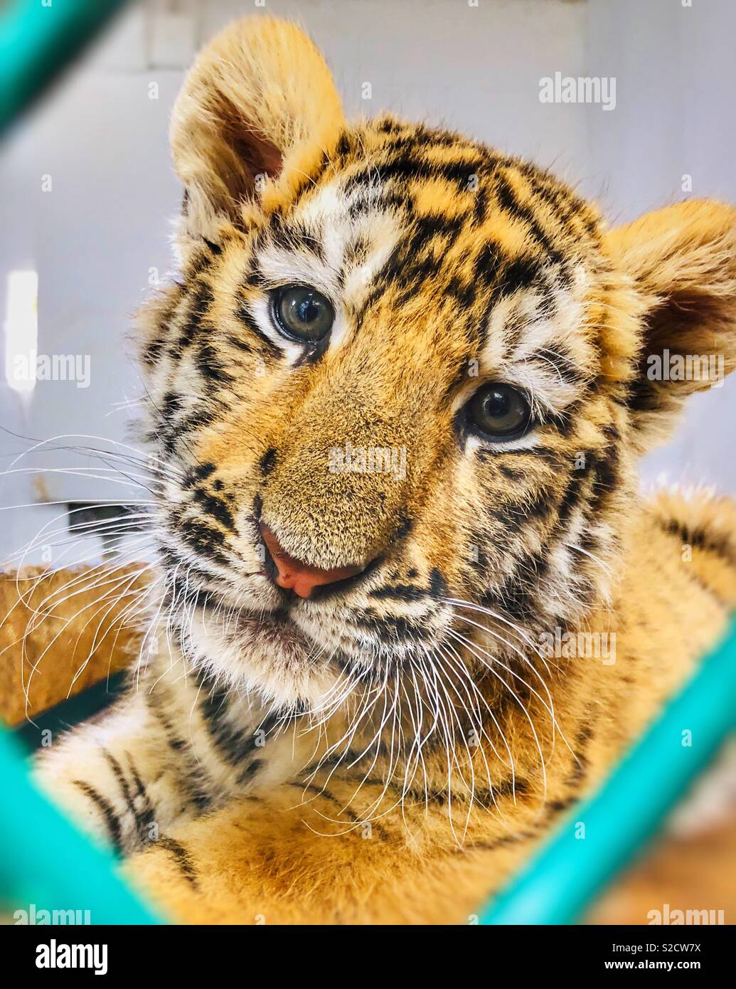 Portrait einer jungen Amur Tiger Cub - Smartphone-aufgenommenes Stockfoto
