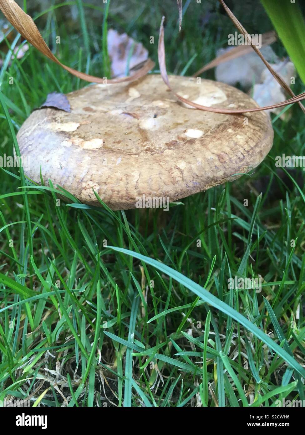 Pilz Gefunden Im Garten Rasen Im Herbst Stockfoto Bild 311299442