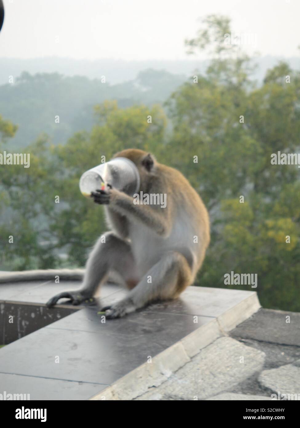 Affe über Stockfoto