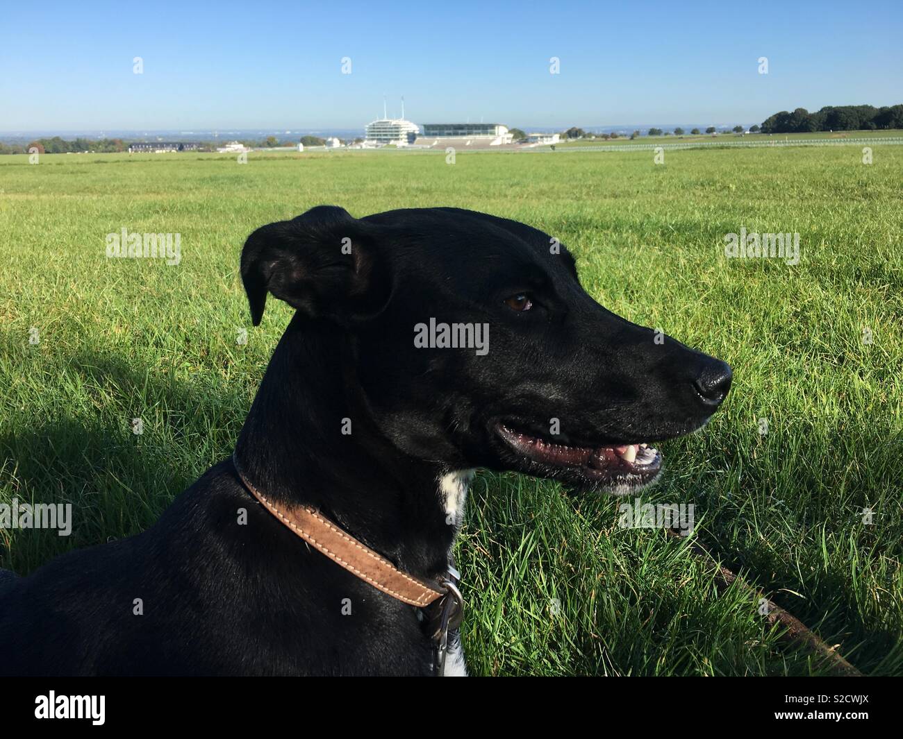Hund auf Epsom Downs Stockfoto
