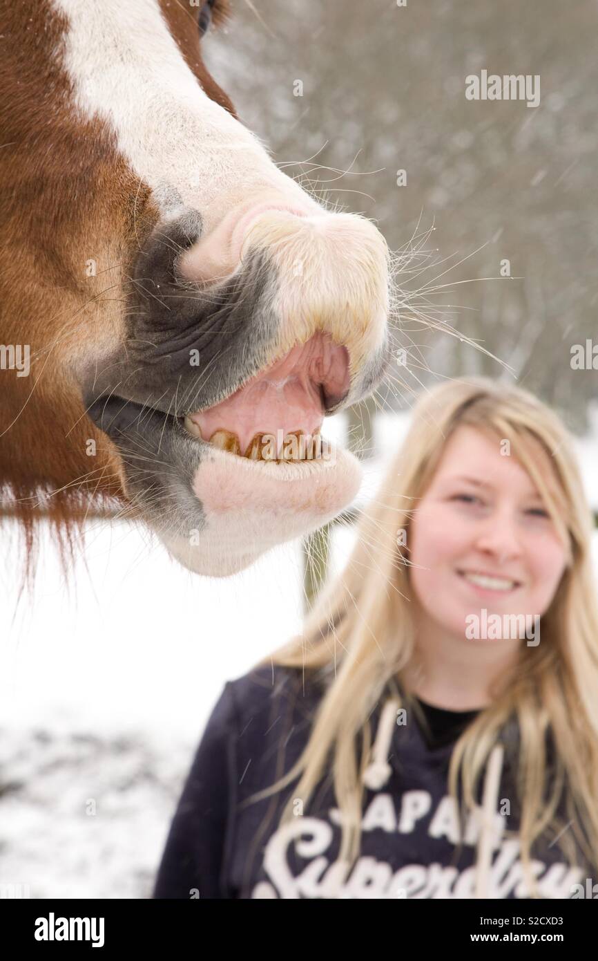 Pferd zieht ein Gesicht an der Kamera Stockfoto