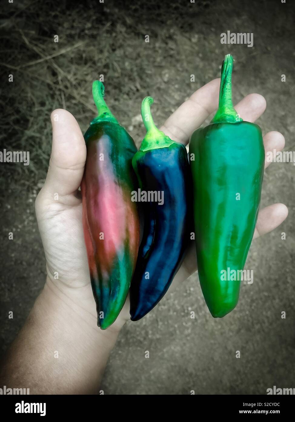 Hand Exological rote, schwarze und grüne Paprika - Smartphone-aufgenommenes Stockfoto