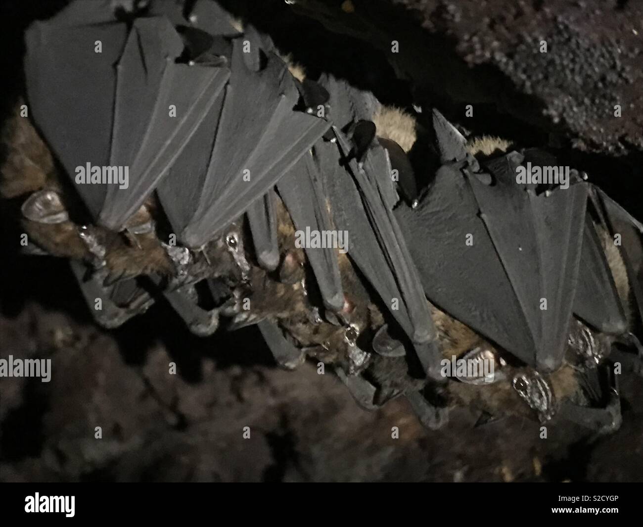 Kahdsvby Fledermaus Kerzenhalter Aus Kunstharz - Gruselige Halloween Deko Für Garten & Terrasse - 14x18x11,5 Cm