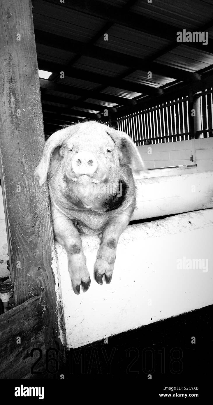 Grosses Schwein Stockfoto