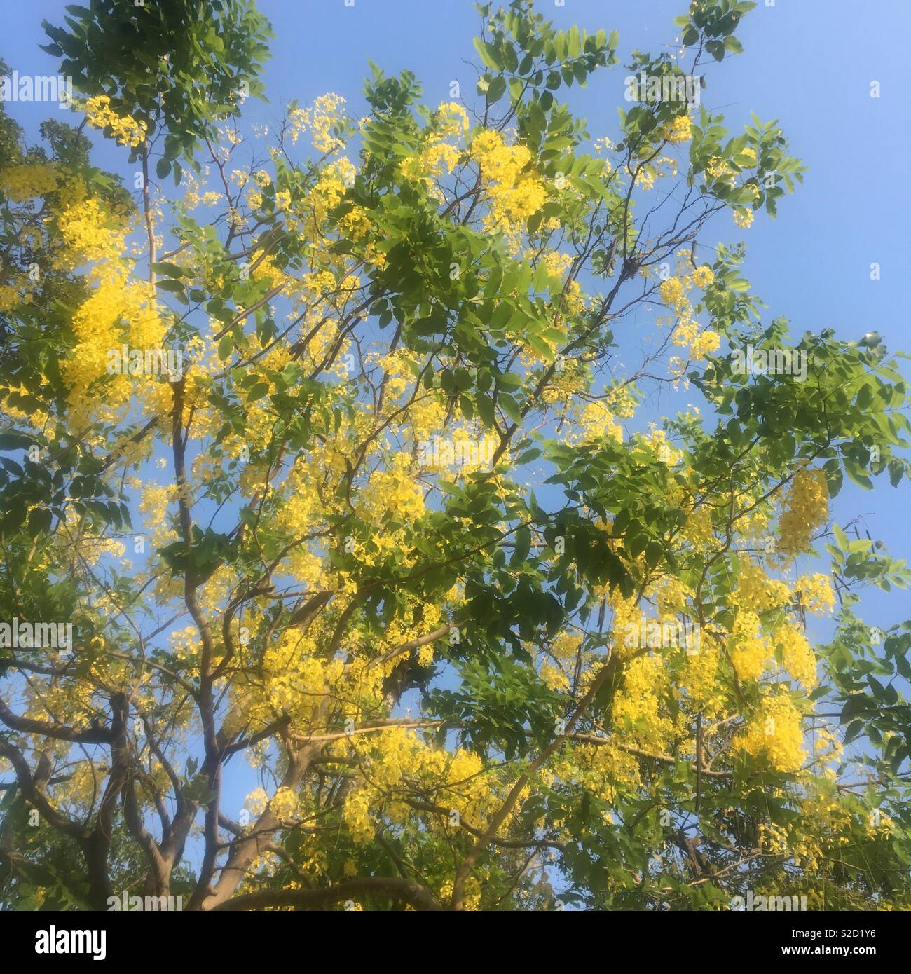 Bäume mit gelben Blüten in Kambodscha Stockfoto